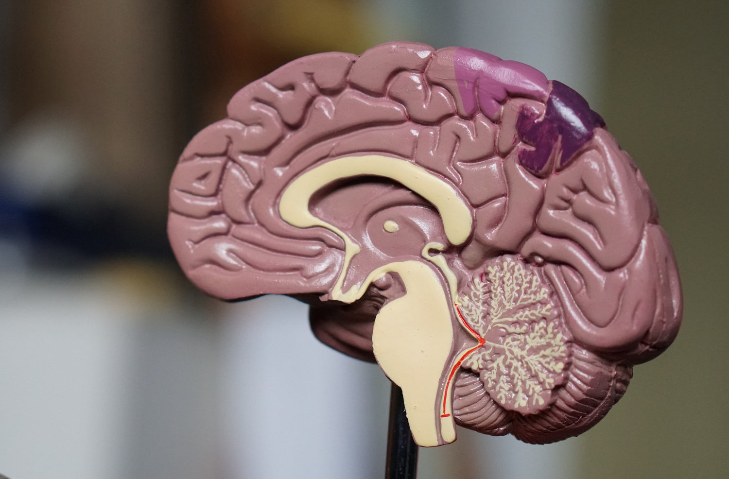 BRAIN HEALTH & MEMORY